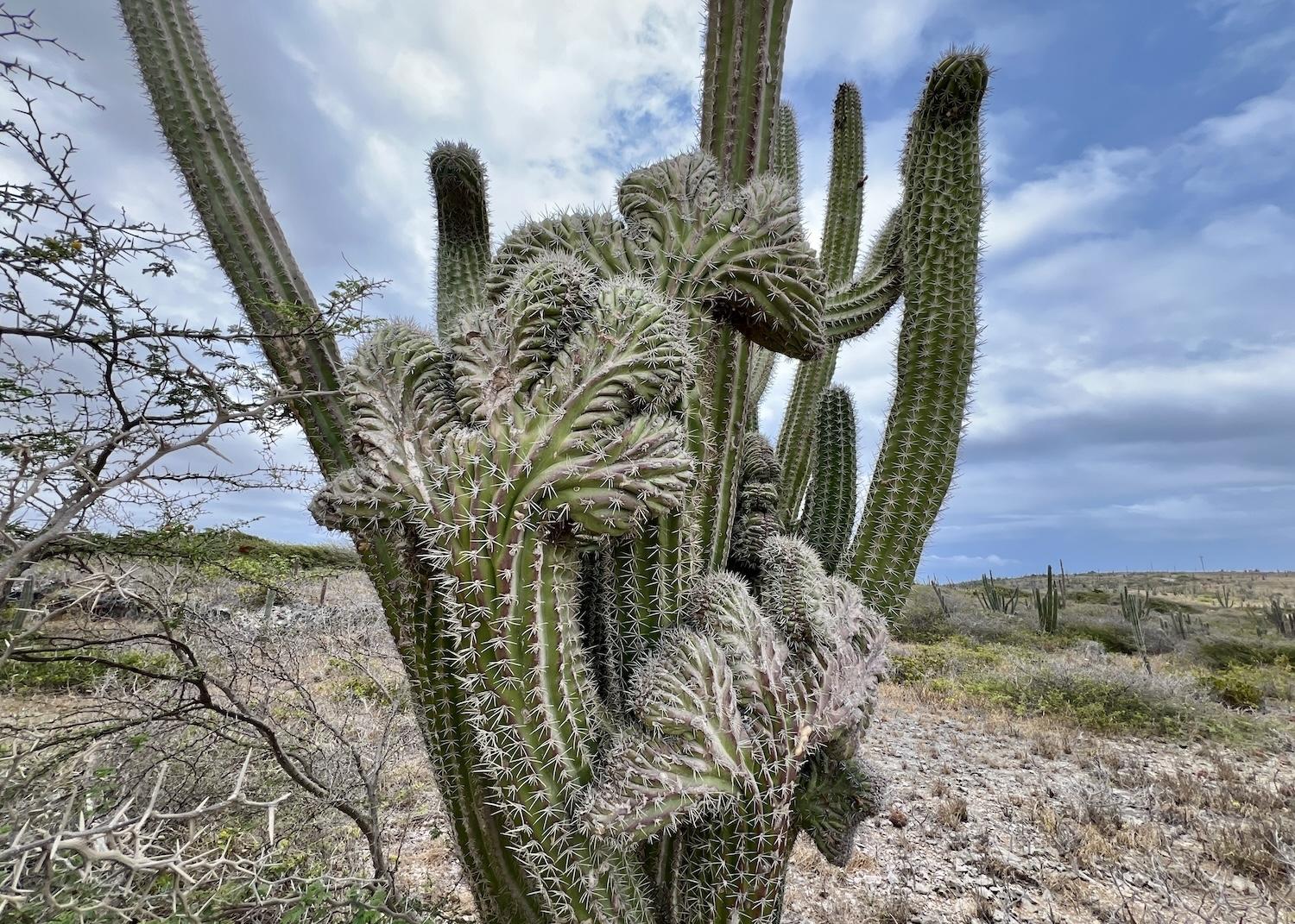 aruba-cristate_or_crested_cadushi_cacti_credit_jennifer_bain