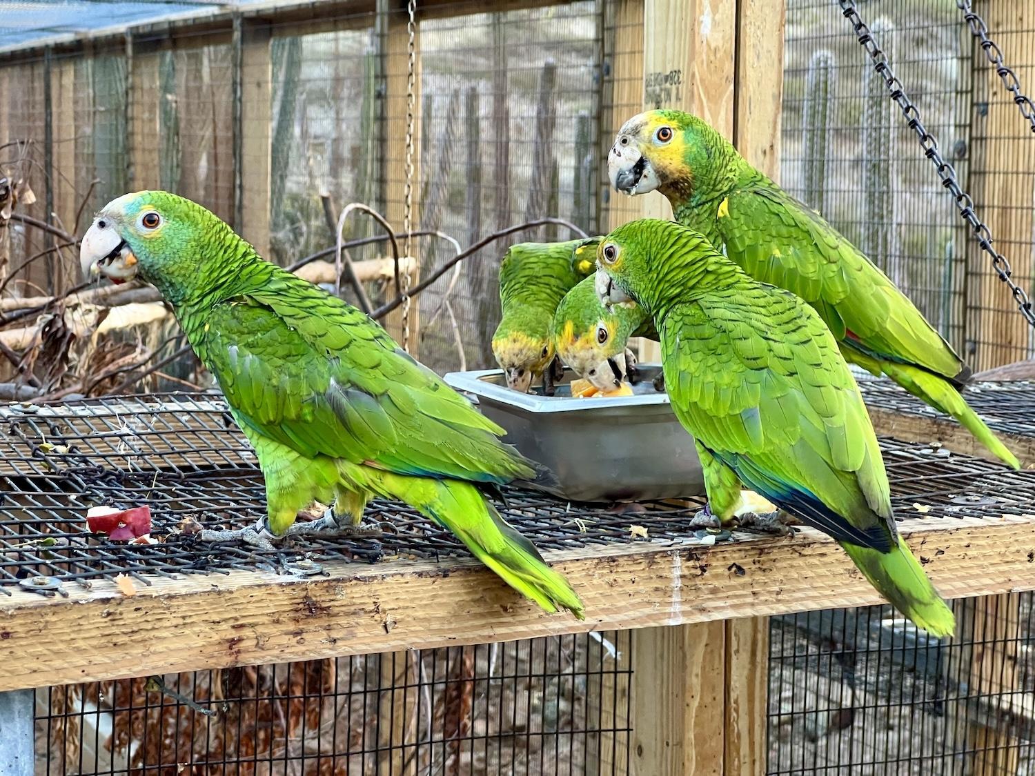 aruba-five_lora_at_aviary_eating_credit_jennifer_bain