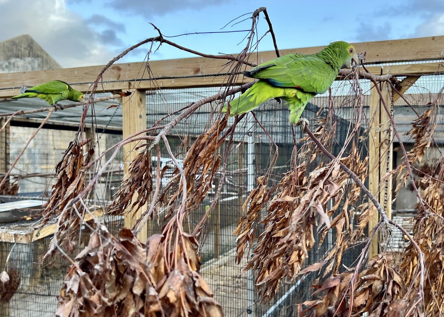 aruba-lora_eat_invasive_neem_credit_jennifer_bain