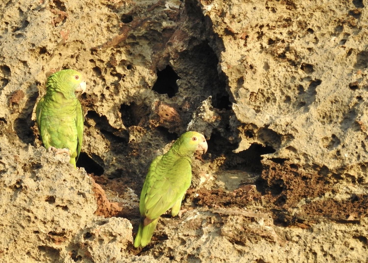 aruba-mated_lora_pair_on_volcanic_rock_credit_jennifer_bain