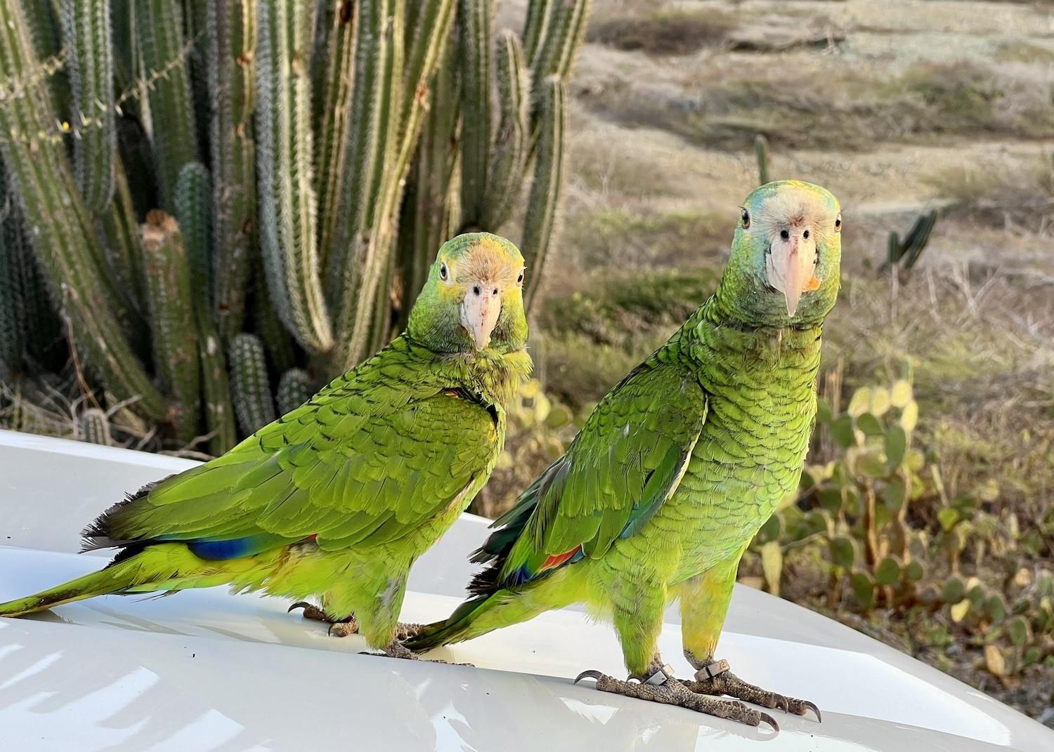aruba-two_lora_on_hood_of_the_car_credit_jennifer_bain