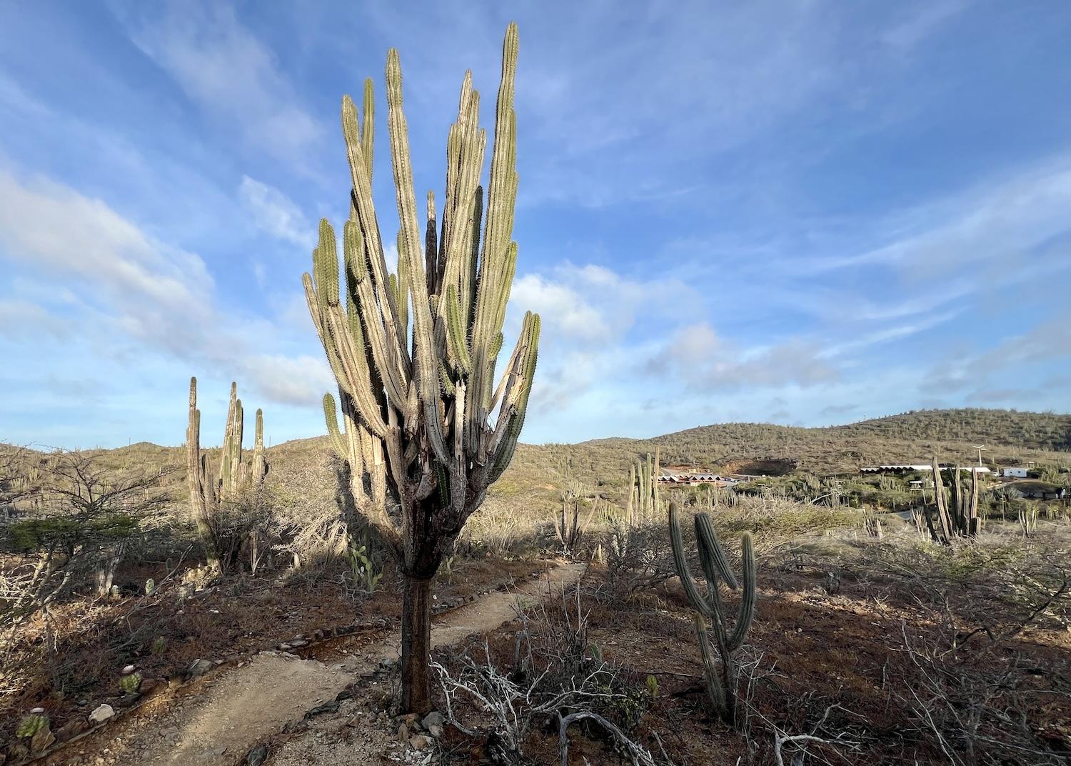 aruba-view_of_visitor_centeer_of_arikok_national_park_credit_jennifer_bain