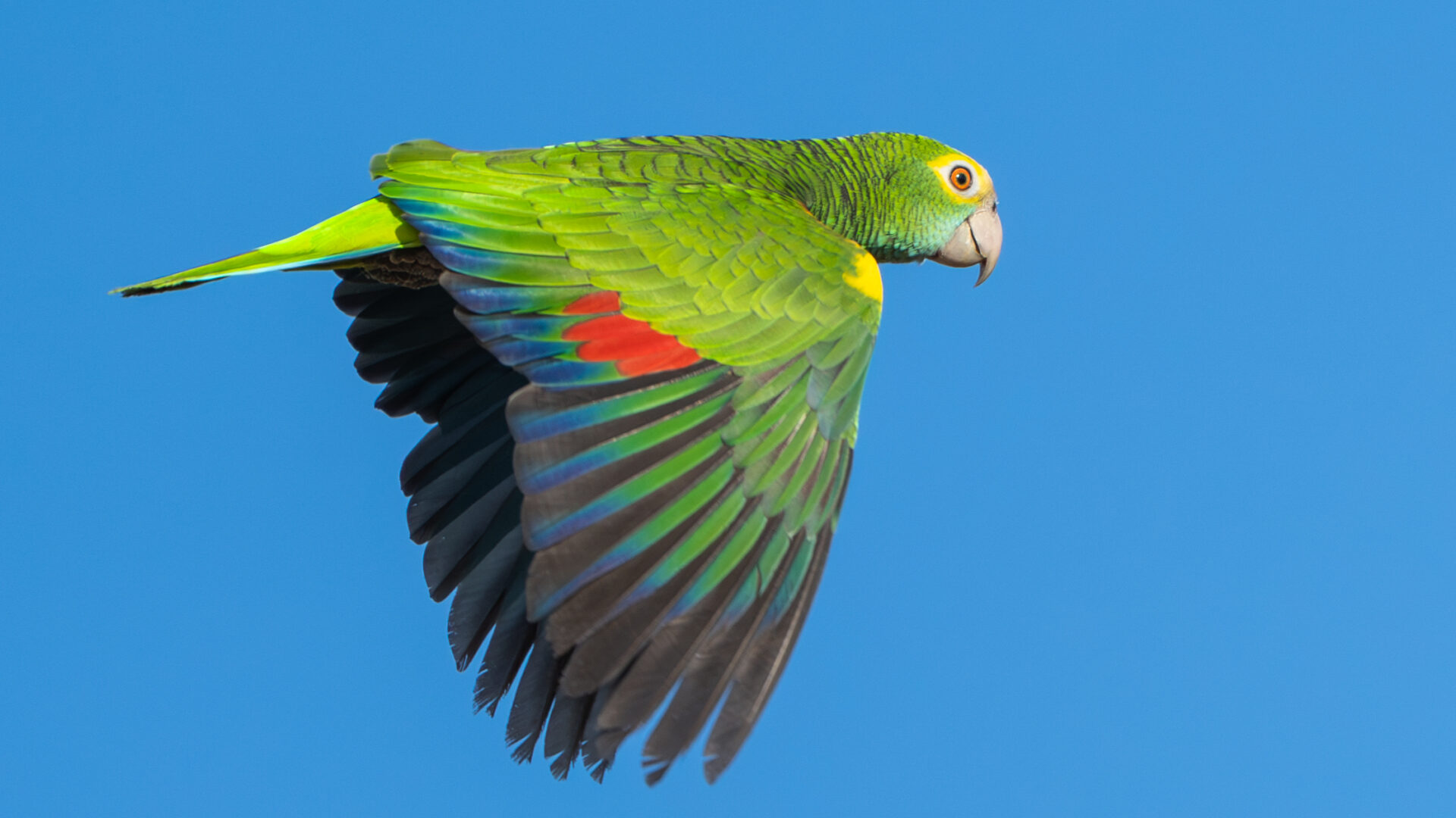 The first Yellow-shouldered Amazon takes free flight into Aruba's